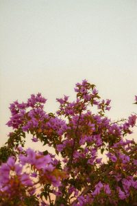 a-bird-sitting-on-top-of-a-tree-filled-with-purple-flowers-wzi6bqvlmf4