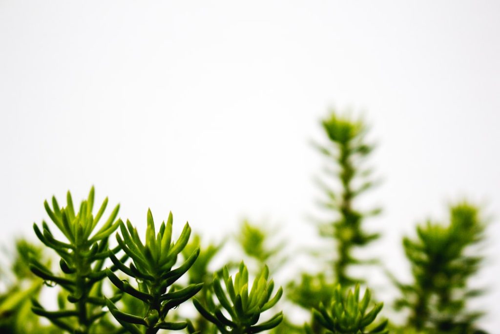 shallow-focus-photography-of-green-pinecone-ravdoqwxpvg